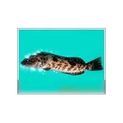 鮮活水產品產業(yè)鏈全解析 從源頭供應到終端批發(fā)